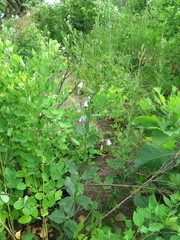 Adenophora divaricata