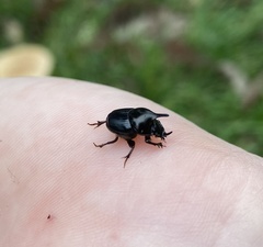 Onthophagus dunningi