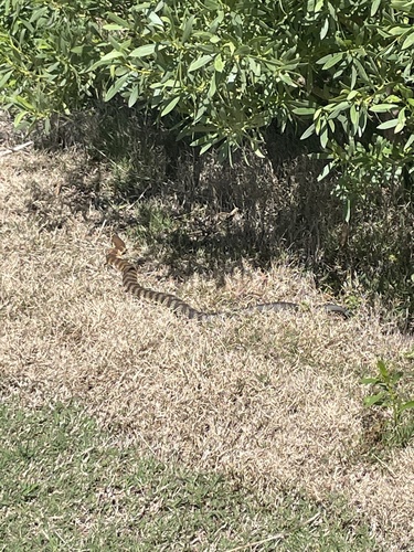 Tiger Snake sighting