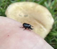 Onthophagus dunningi