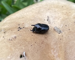 Onthophagus dunningi