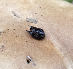 Onthophagus dunningi