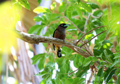 Eurylaimus javanicus javanicus