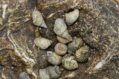 Echinolittorina aspera