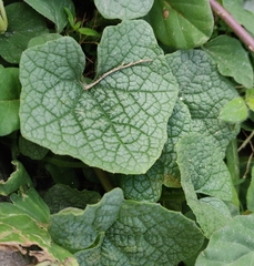 Trichosanthes scabra