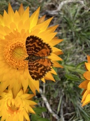 Chrysolarentia chrysocyma