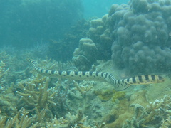 Hydrophis major