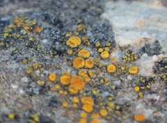 Polycauliona bolacina