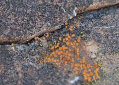 Polycauliona bolacina