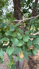Erythrophleum chlorostachys