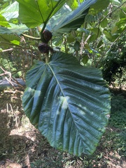 Ficus dammaropsis