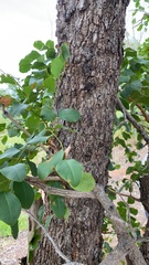 Erythrophleum chlorostachys
