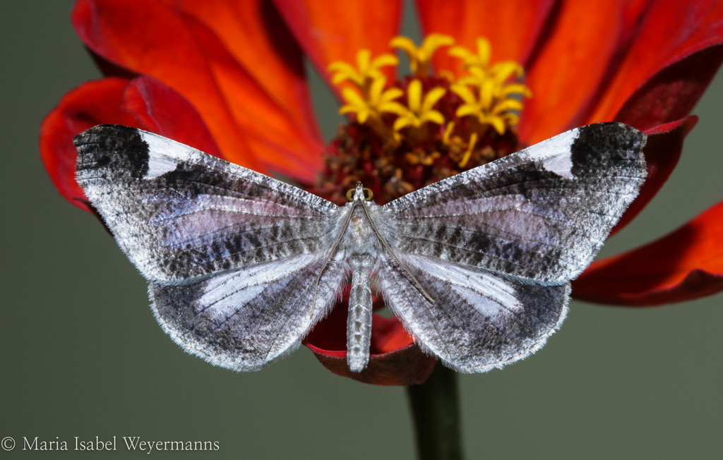 Macrosoma zikani