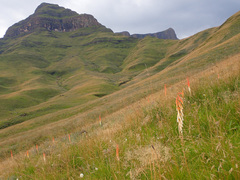Kniphofia angustifolia