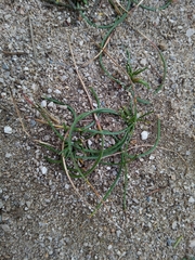 Romulea columnae columnae