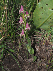 Disperis stenoplectron