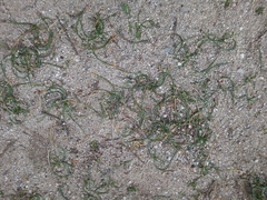 Romulea columnae columnae