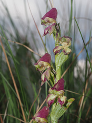 Disperis stenoplectron