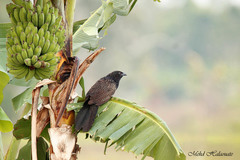 Centropus phasianinus thierfelderi
