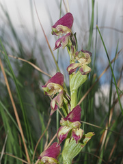 Disperis stenoplectron