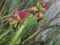 Disperis stenoplectron