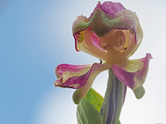 Disperis stenoplectron