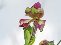Disperis stenoplectron