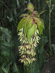 Eucomis bicolor