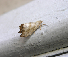 Falcaria lacertinaria