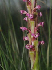 Satyrium neglectum neglectum