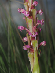 Satyrium neglectum neglectum