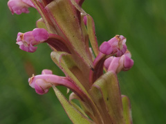 Satyrium neglectum neglectum