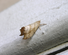 Falcaria lacertinaria