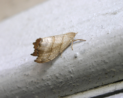 Falcaria lacertinaria