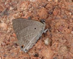 Anthene nigropunctata