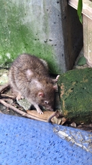 Rattus norvegicus