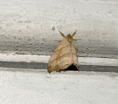 Falcaria lacertinaria