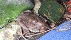 Rattus norvegicus