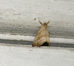 Falcaria lacertinaria