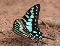 Graphium policenes policenes