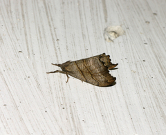 Falcaria lacertinaria