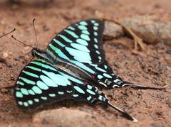 Graphium policenes policenes