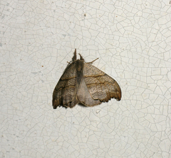 Falcaria lacertinaria