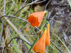 Stenomesson aurantiacum