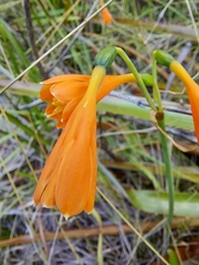 Stenomesson aurantiacum