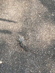 Chrysochroinae