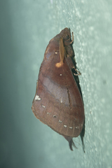 Kunugia latipennis
