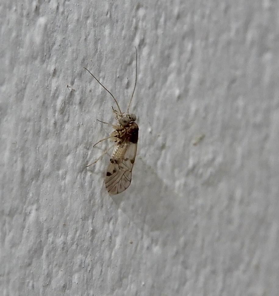 Uchittinga Insect Ptycta from Udumbanchola, Idukki, KL, IN on February 26, 2022 at 07:57 ...