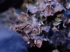 Psora nipponica