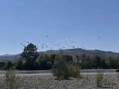Vanellus chilensis chilensis